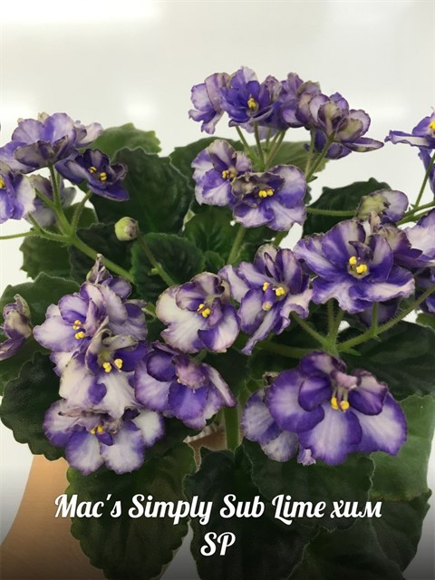 Simply_480x640.jpg