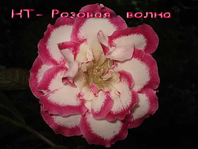 розовая волна.jpg