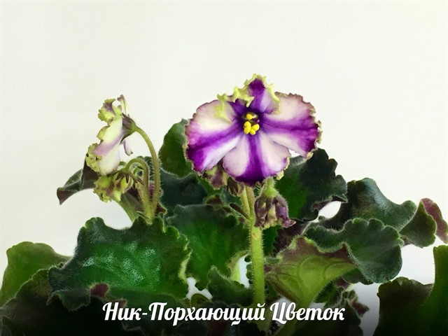 Порхающий Цветок-3_640x480.jpg