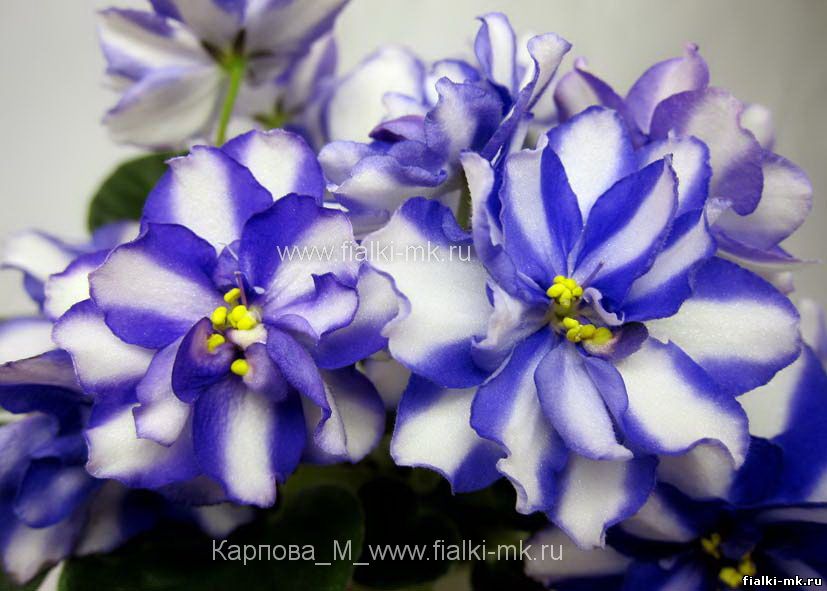 Фото М.Карповой