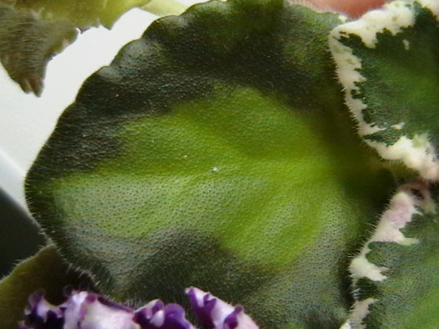 IMGA0178.JPG