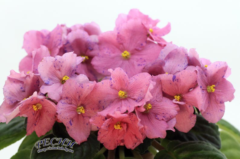 IMG_2735 копия-.jpg