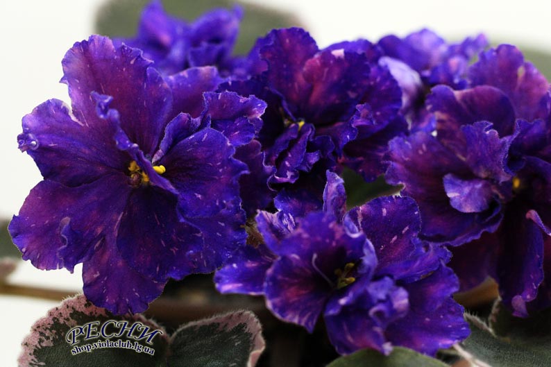 IMG_2365 копия.jpg