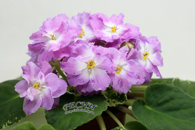 IMG_4797 копия.jpg
