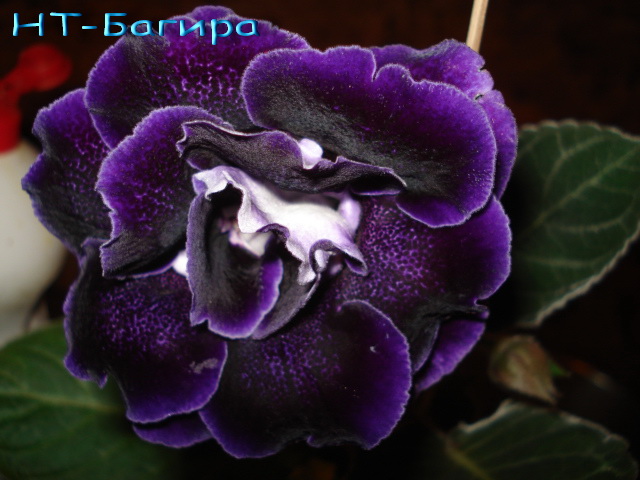Изображение 701.jpg