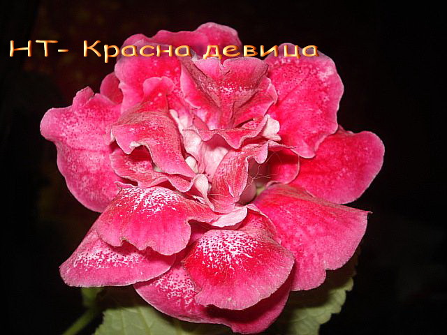 НТ-Красна- девица..jpg