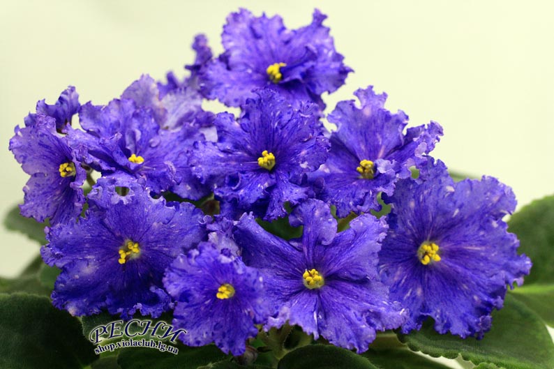 IMG_3836 копия.jpg