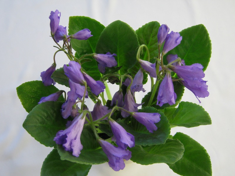 Senk's Big Bells.JPG