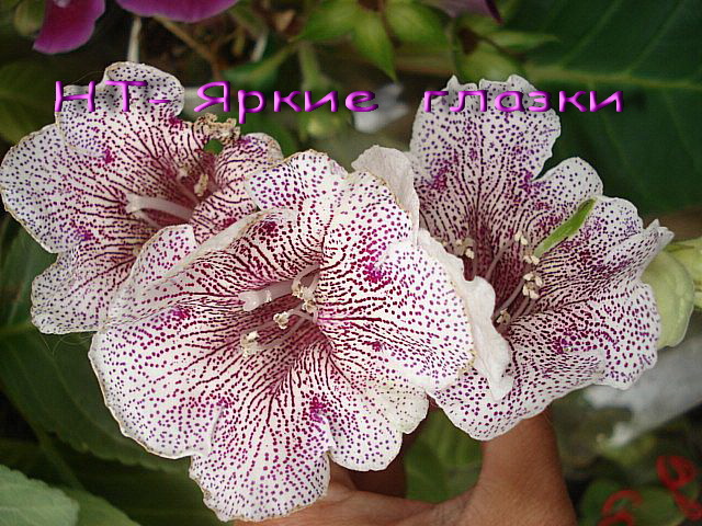 яркие глазки.jpg