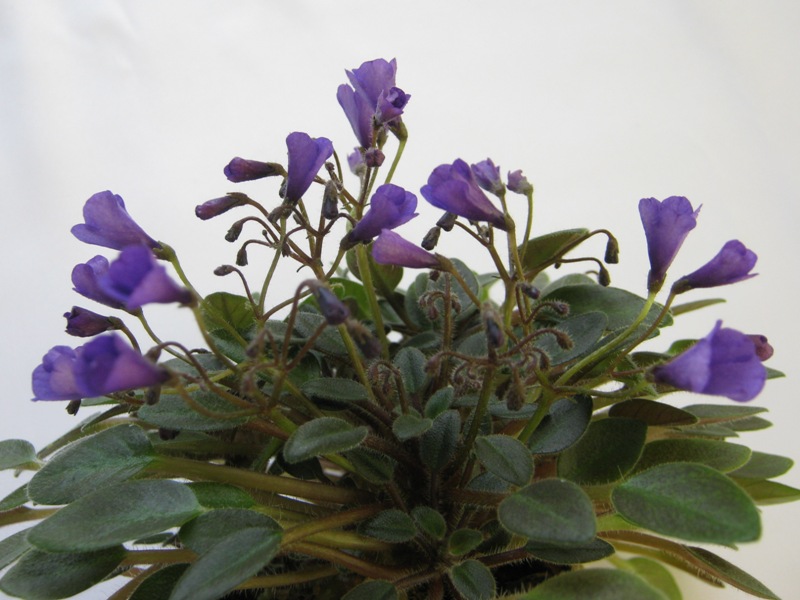Vallarta Campanas Moradas.JPG
