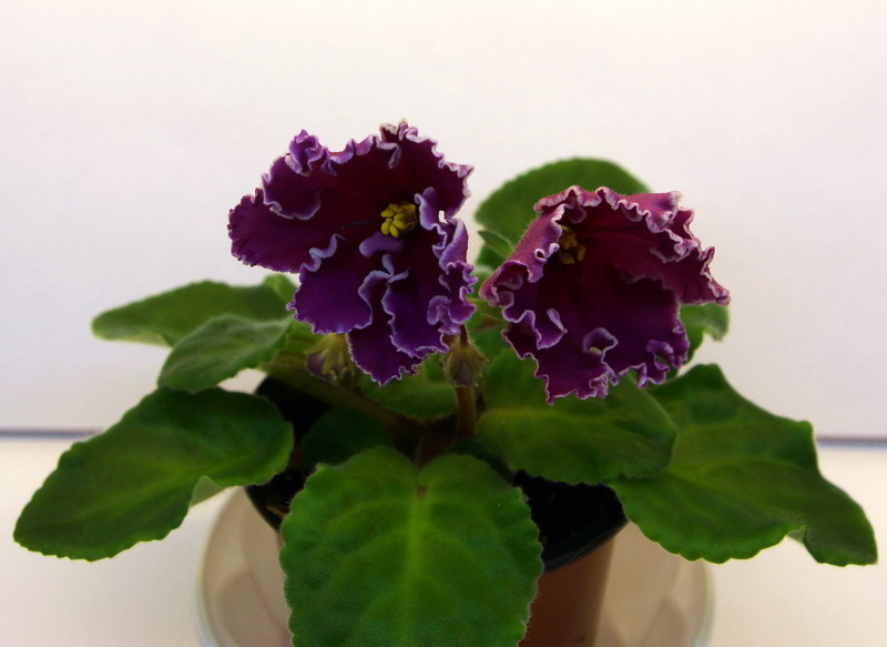 ЛЕ-Рита.jpg
