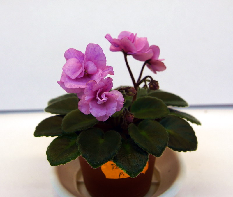 Rosy Pink.jpg