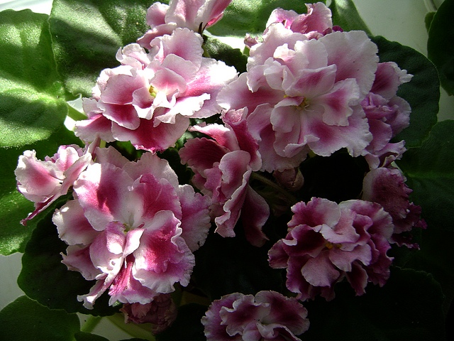 Морозная вишня(Морев)