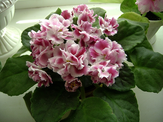 Морозная вишня(Морев)