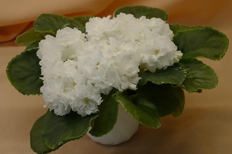 ЛЕ-Белая Камелия