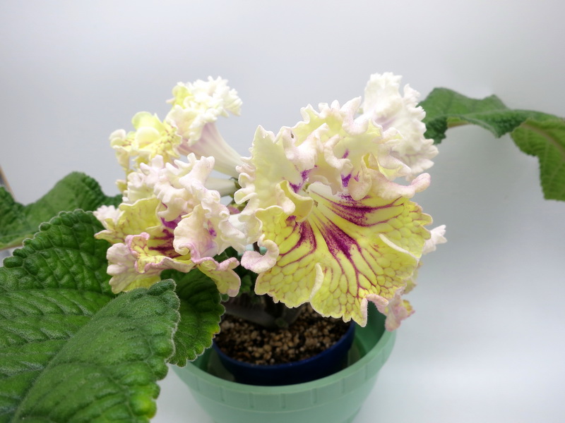 КТ-Amouage (Амуаж).JPG