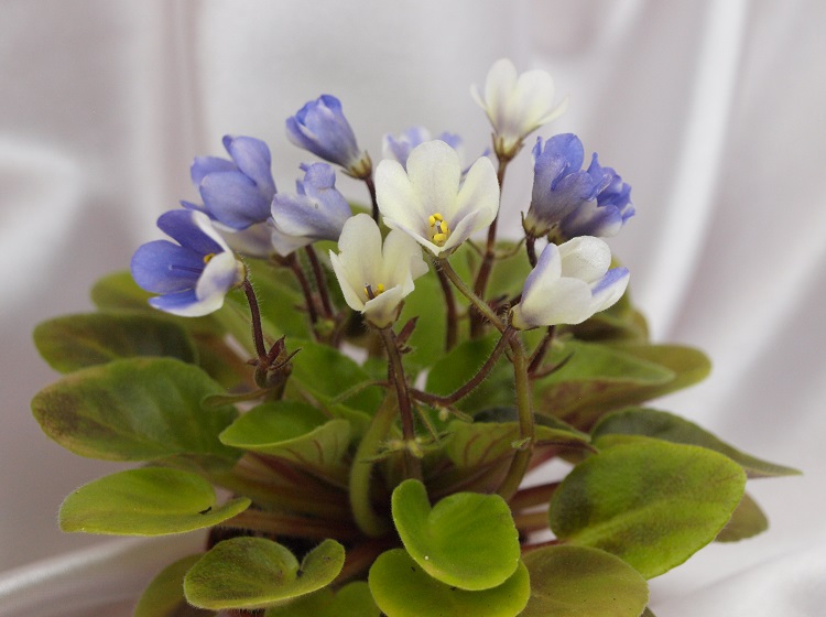 Alchemy Antique Bells.jpg