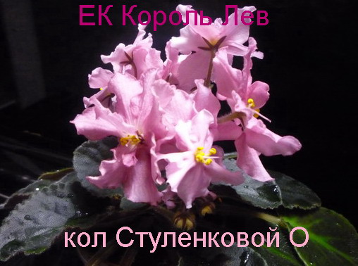 ЕК Кор Лев 11 09.JPG