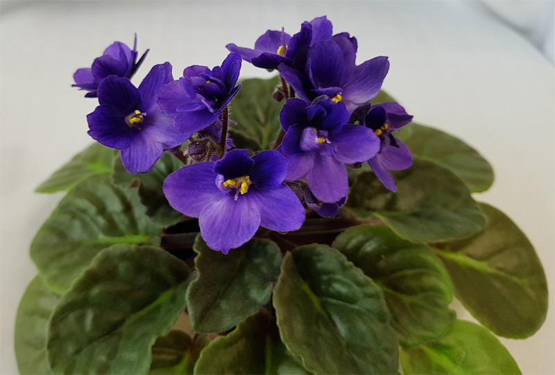 Rhapsodie Lucia