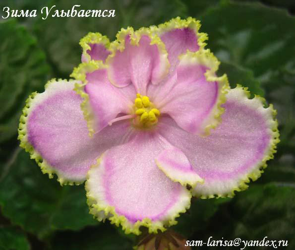 Зима Улыбается (Макуни)