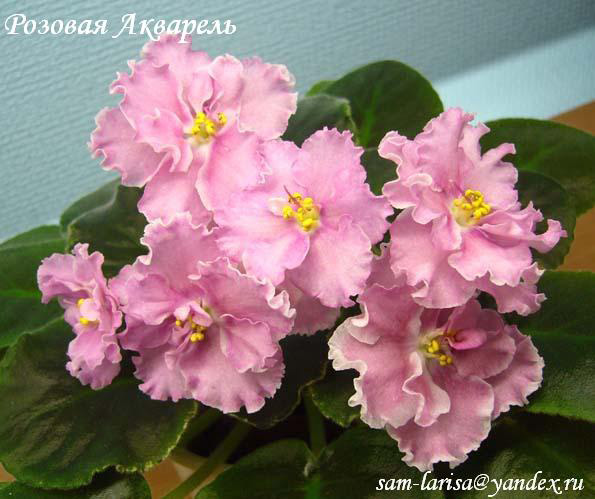 Розовая Акварель (Морев)