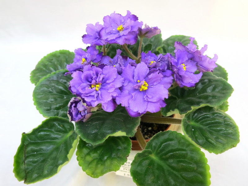 Jacob's Ladder (P.SoranoLLG)  Калгины.JPG