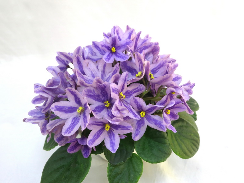 DS-Лавандовая Сказка (Dimetris)  И.Данилина.JPG
