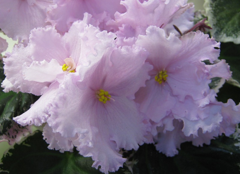 Ивашкина ЛЕ-Белардже pink.JPG