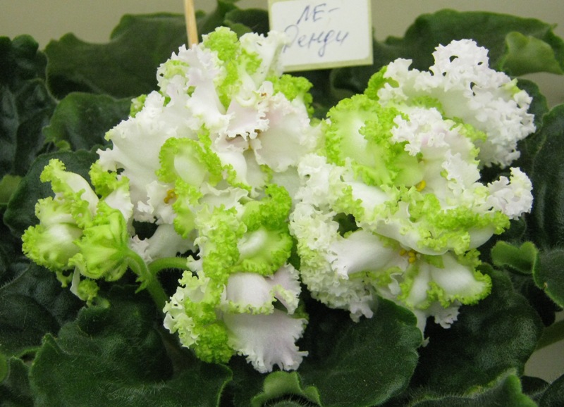 Копейкина ЛЕ-Денди.JPG