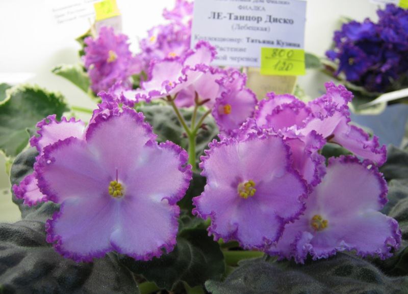 Кузина ЛЕ-Танцор Диско.JPG