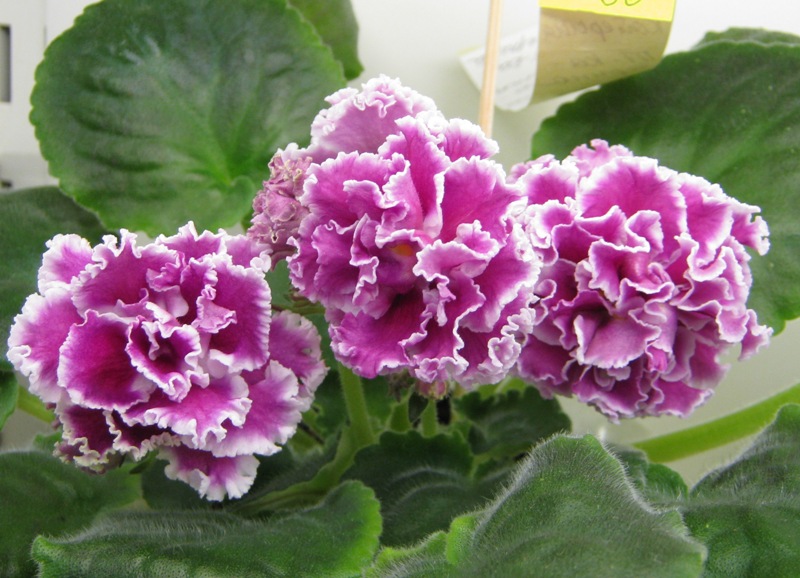 Кузина ПТ-Катерина.JPG