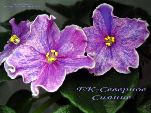 ЕК-Северное Сияние.jpgмин.jpg