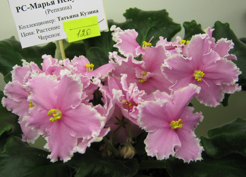 Кузина РС-Марья Искусница.JPG