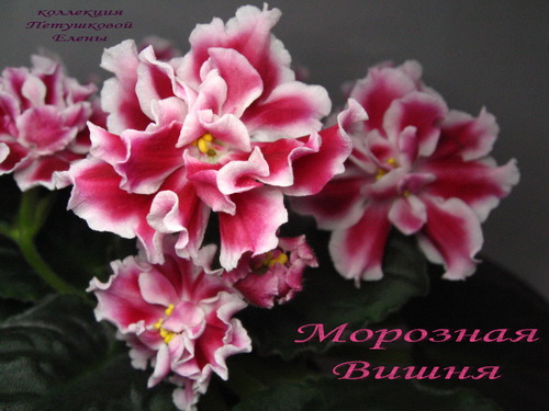 Морозная Вишня.jpgмин.jpg
