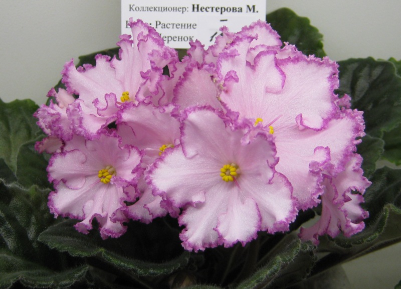 Нестерова ЛЕ-Евгения.JPG