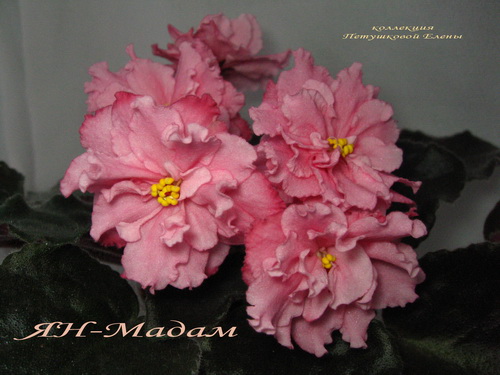 ЯН-Мадам.jpgмин.jpg