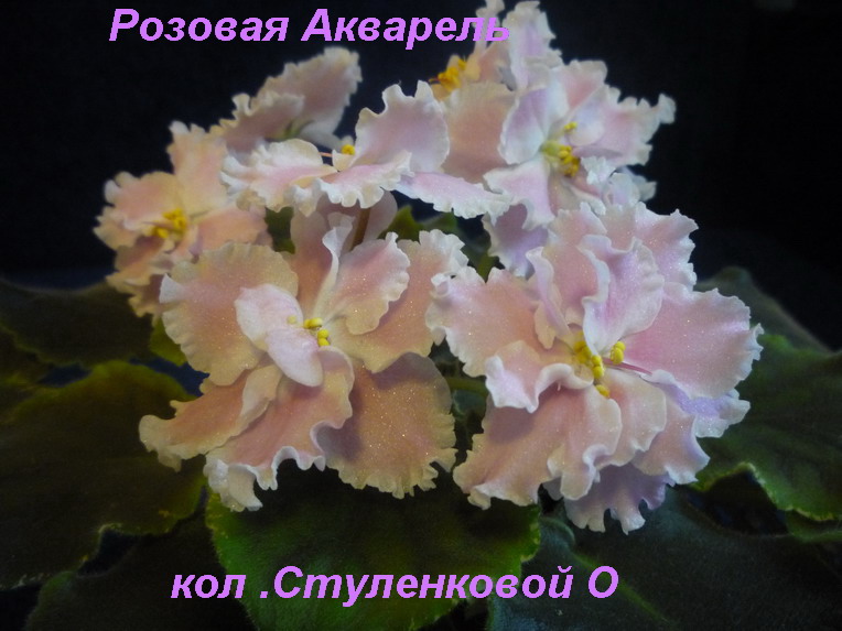 Розовая Акварель.JPG