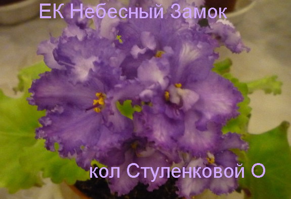 ЕК Небесный Замок Стуленковой О.jpg