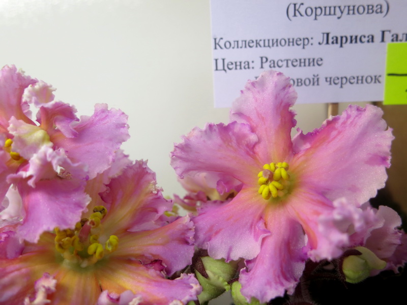 Галицкая ЕК-Апельсиновые Дольки.JPG