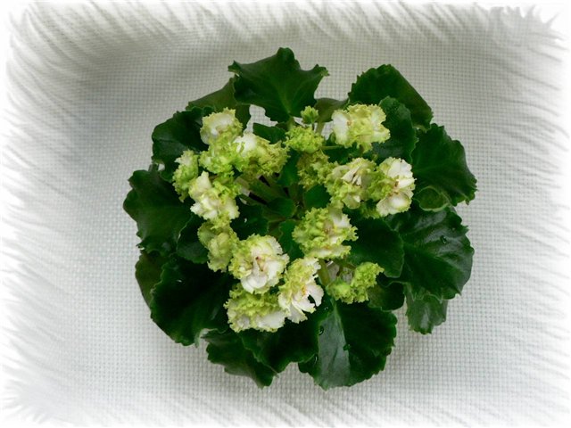 Lil’ Glimpse O’Spring р.jpg