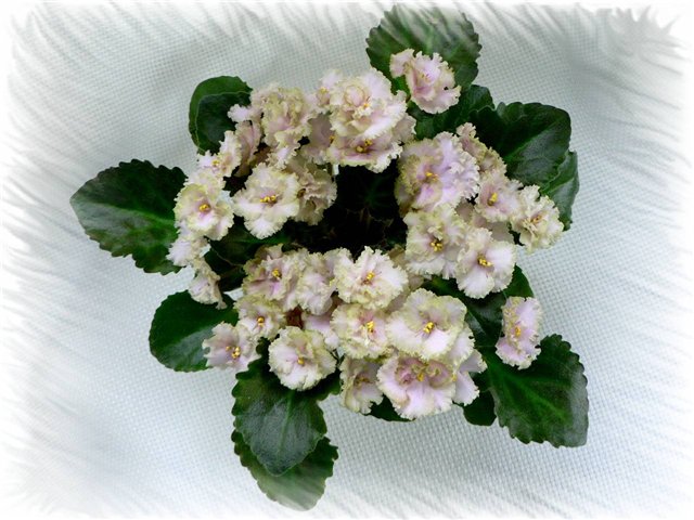 Rob’s Antique Rose р.jpg