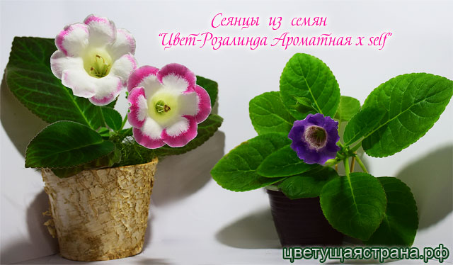 Сеянцы-из-семян-Цвет-Розалинда-Ароматная-x-self.jpg