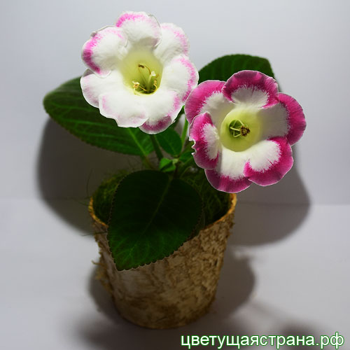 Сеянец-компакт-РозАр.jpg