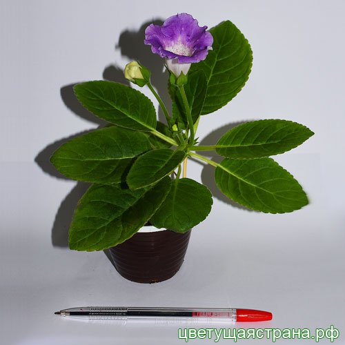 Сеянец-мини-РозАр.jpg