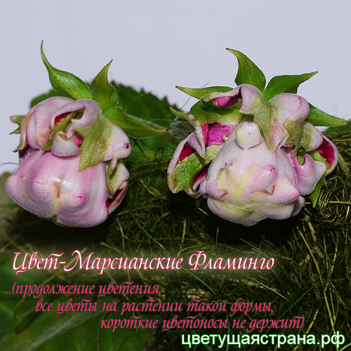 Цвет-Марсианские-Фламинго-цветок(2).jpg