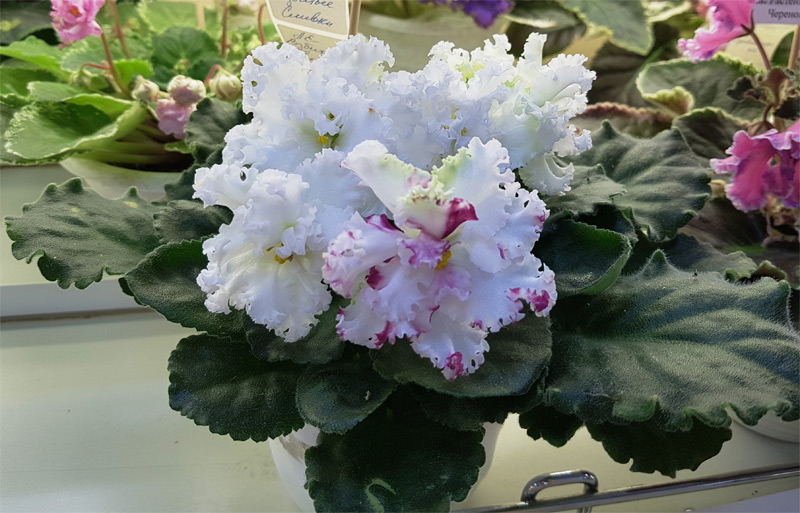 ЛЕ-Взбитые Сливки