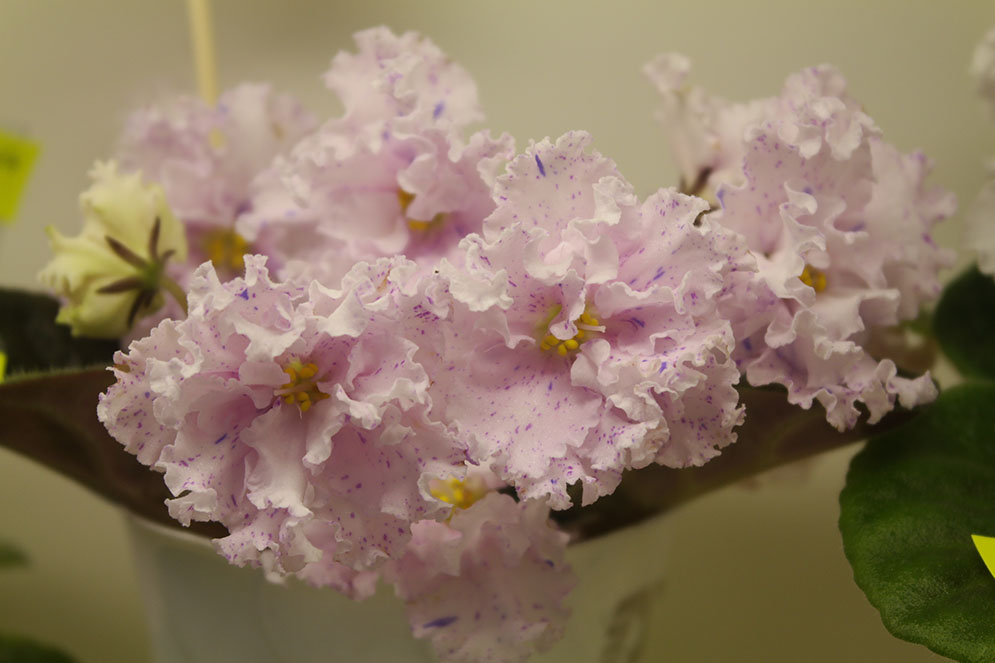 ПТ-Зиночка (А1), сеянец