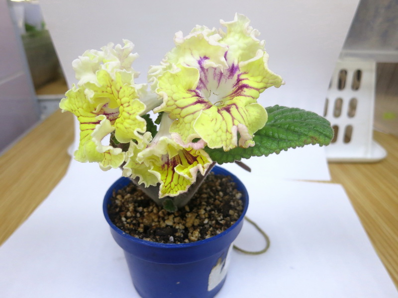 Карпова КТ-Amouage (Амуаж).JPG