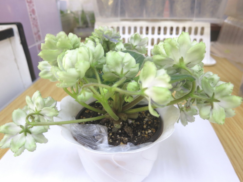 Плессер Reflections of Spring.JPG