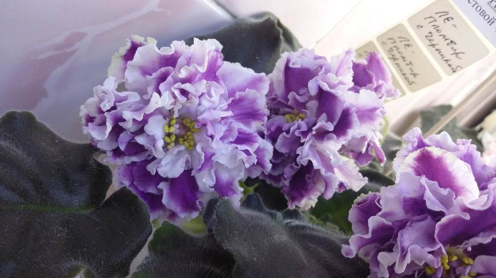 ЛЕ-Пломбир с Черникой.jpg